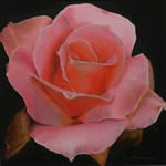 Rosa rosa