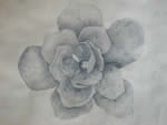 Fiore