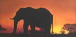 L'elefante