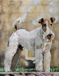 Irish Terrier