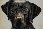 Labrador
