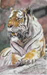 Tigre