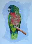 Pappagallo