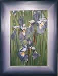 Iris