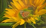 Il girasole