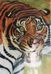 Tigre