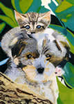 Cane e Gatto