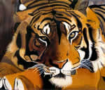 Tigre