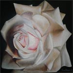 Rosa bianca