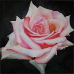Rosa rosa