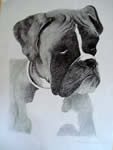 Boxer
