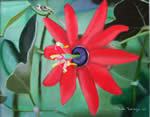 Passiflora