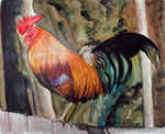 Risveglio