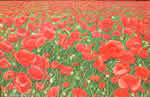 Rosso ricordo